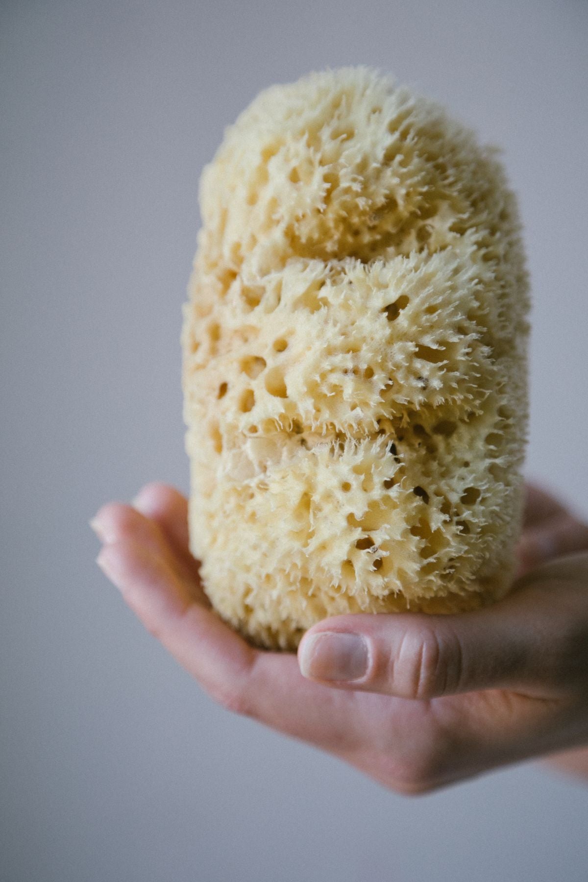 Natural Sea Sponge