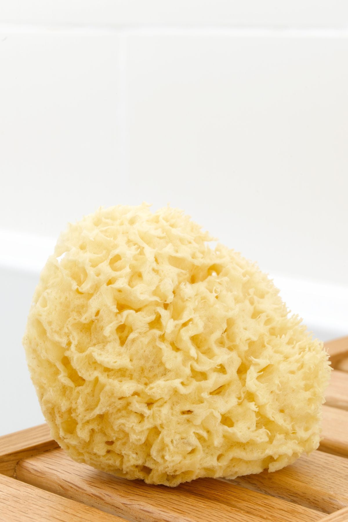 Natural Sea Sponge