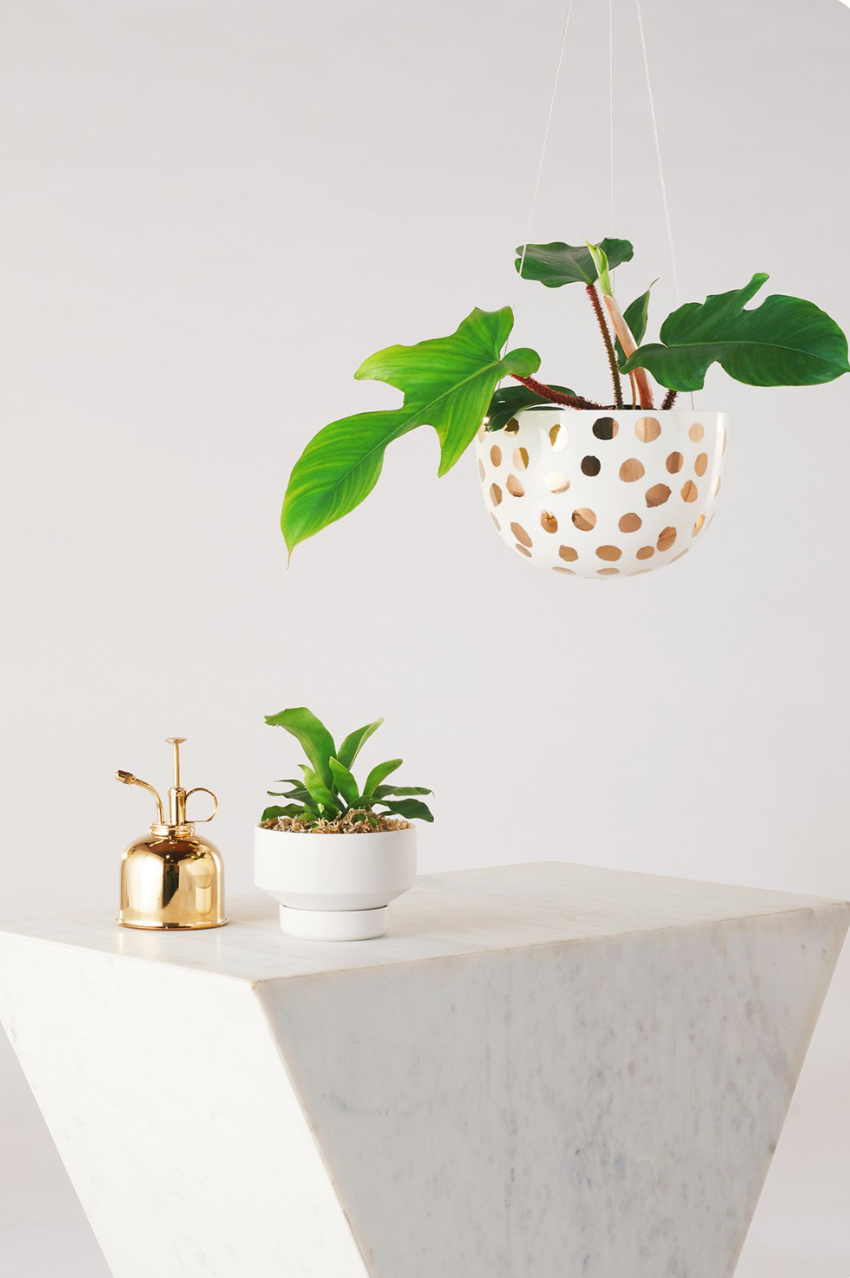 Hanging Planter -Gold Spot