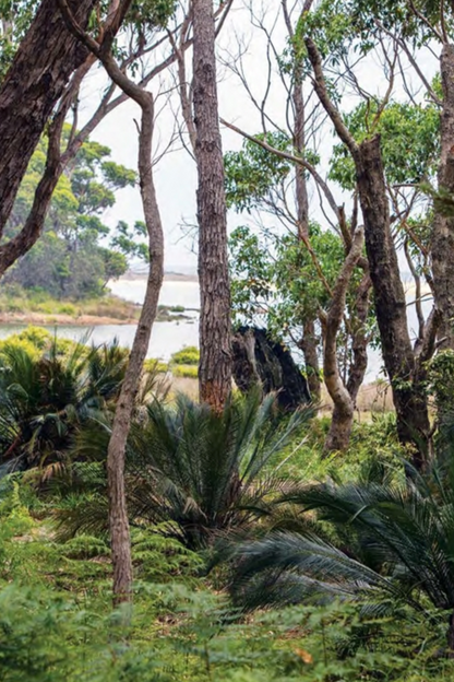 An Australian Garden